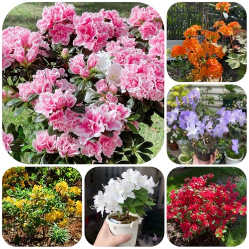 semi di azalea rododendro, resistenti da giardino resistenti, interno, appartamento balcone, decorativi 60pcs