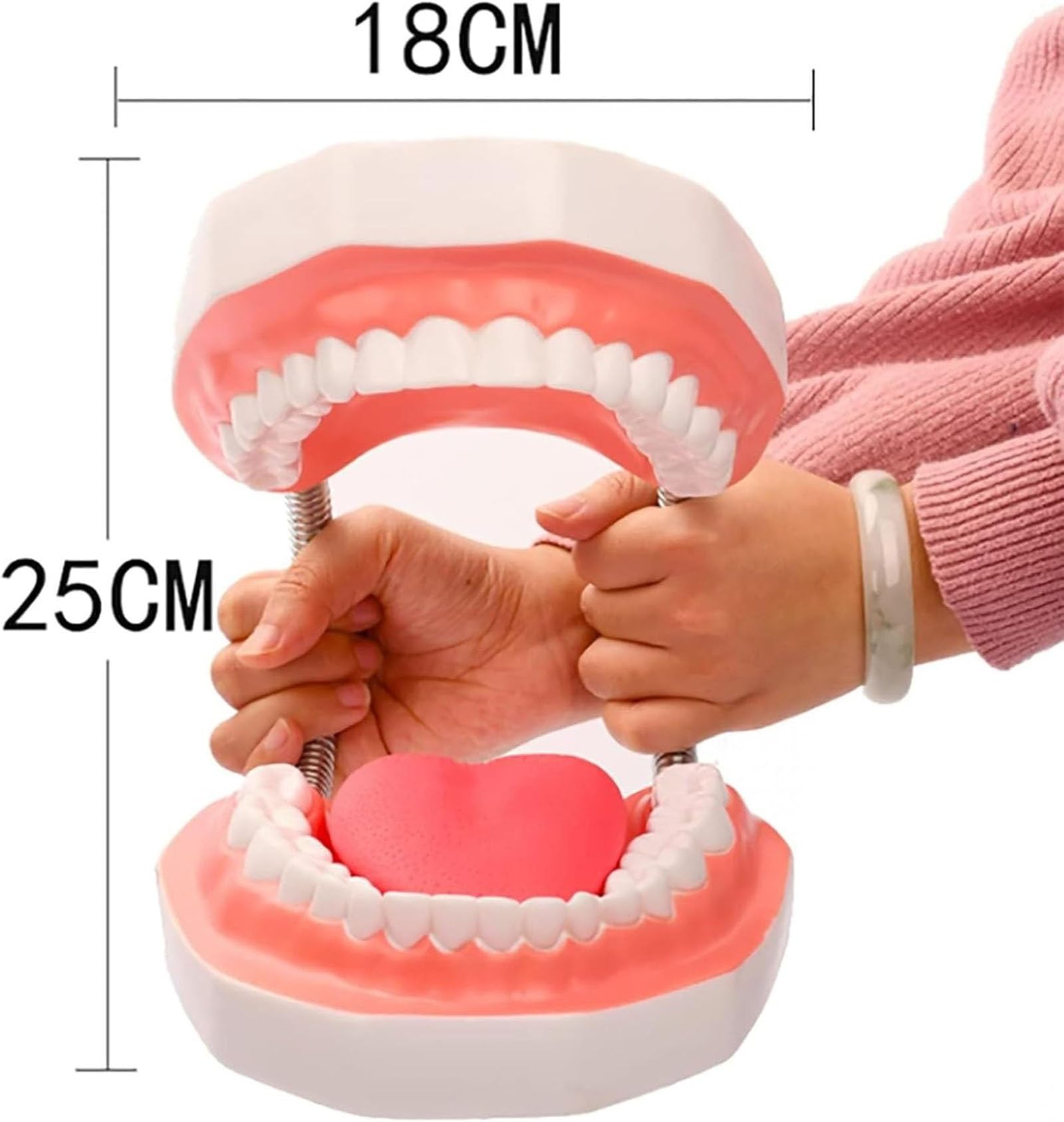 Dental-Demonstration, 6-Fach vergrößertes Zahnmodell mit Abnehmbarer Zungenbürste für Kinder und zahnärztliches Mundpflege-Lehrmodell