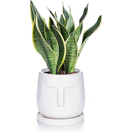 Amazon Etoocafe 植木鉢 おしゃれ 室内 植木鉢 陶器 観葉植物 鉢 15cm 6号 白 受け皿付き 底穴あり 鉢植え 北欧 インテリア ホワイト 鉢