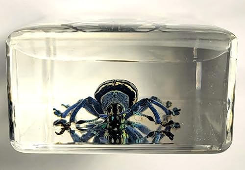 Miniatura 300 de Escarabajo de algodoncillo azul cobalto real de 1.732 in en espécimen de resina de lucita cristalina, insectos, insectos preservados, colección