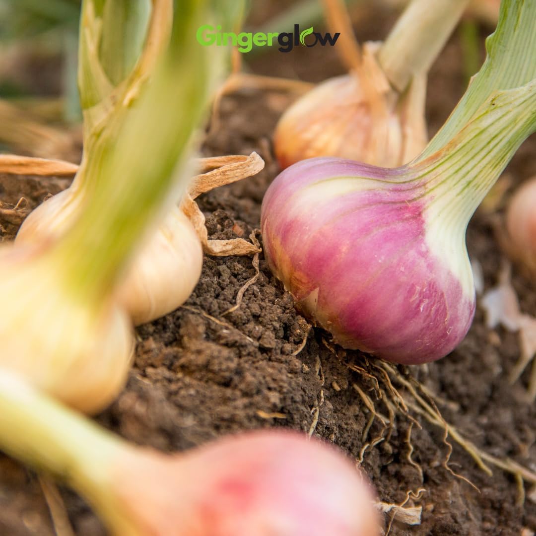 24 Egyptian Walking Onion Plants, 4-8 Inch Tall, Heirloom, Fast Growing, Hardy Vegetable Plants Live for Planting Outdoors