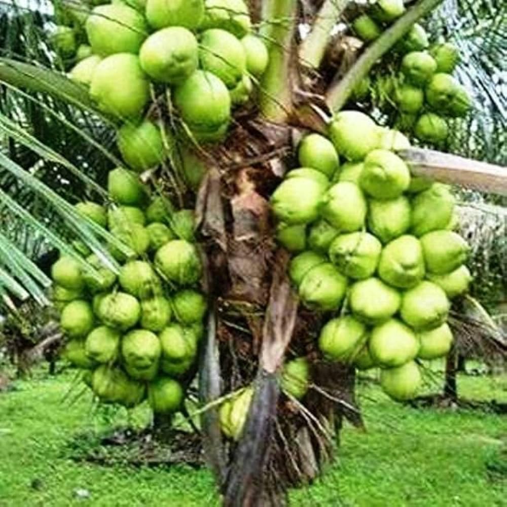See full amazon price history chart for Generic Coconut Tree - Hybrid Coconut Plant for All Seasons Generic Coconut Tree - Hybrid Coconut Plant for All Seasons (B0DB7LL4P1) Amazon Price History, Amazon Price Tracker