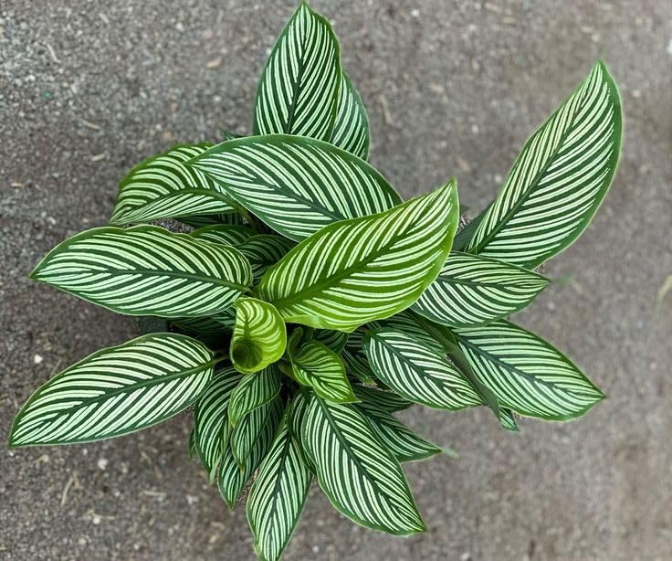Pin stripe calathea green Live Plant Indoors for Living Roo (Pin stripe calathea green Live Plant Indoors, outdoor for Living Room, Table Corner, Balcony, Office/Home Decoration pack of 1)-image-23