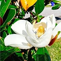 Vista 6 de 10+ Perennial Mix Magnolia Flower Seeds for Planting Outdoors -Magnolia Trees Plants Seed Ornamental Fragrant Tree Garden,Non-GMO Heirloom for Home