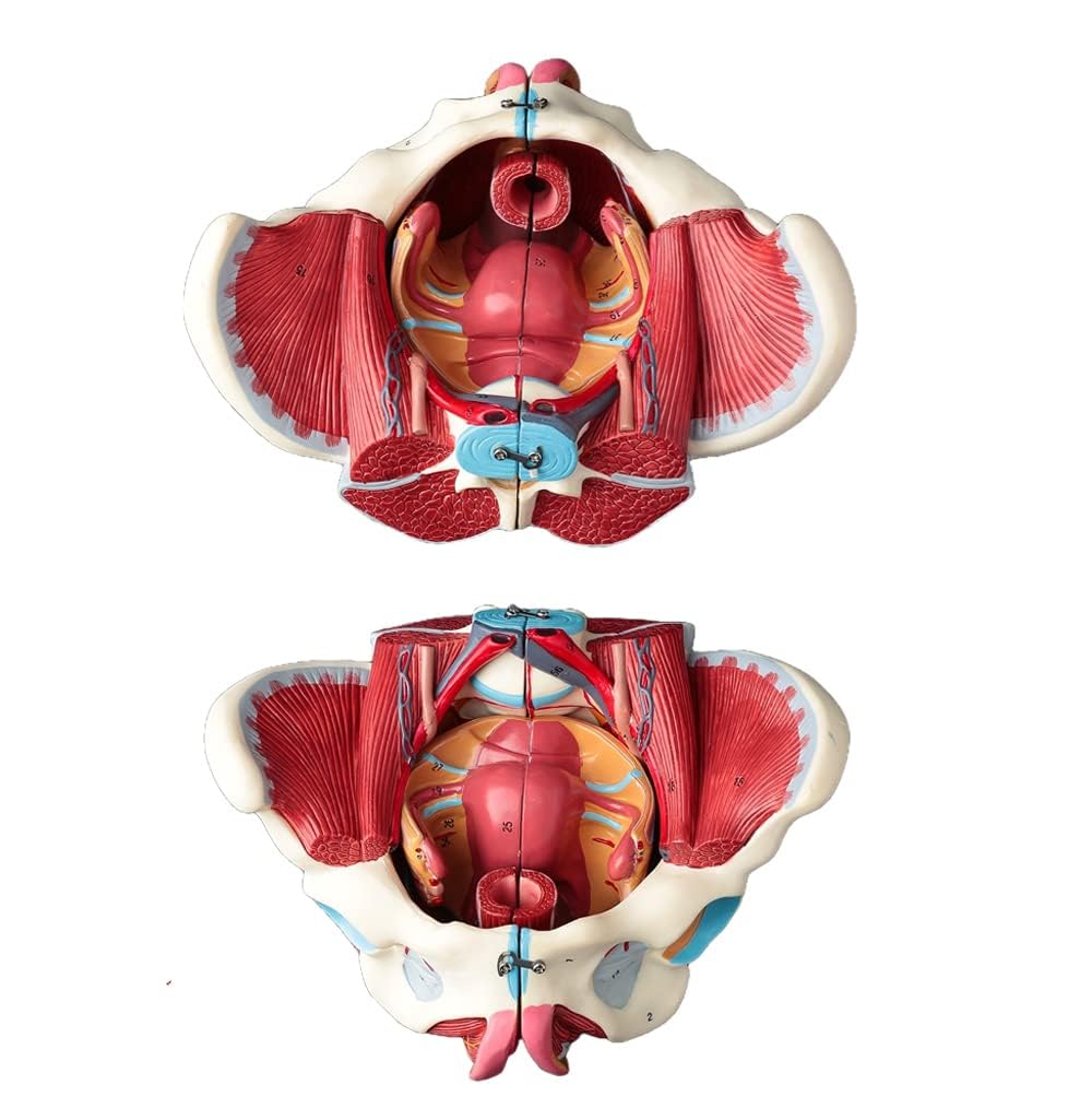 Amazon.co.jp: Ynaioang 女性骨盤モデル骨盤底筋ベルト生殖器血管神経