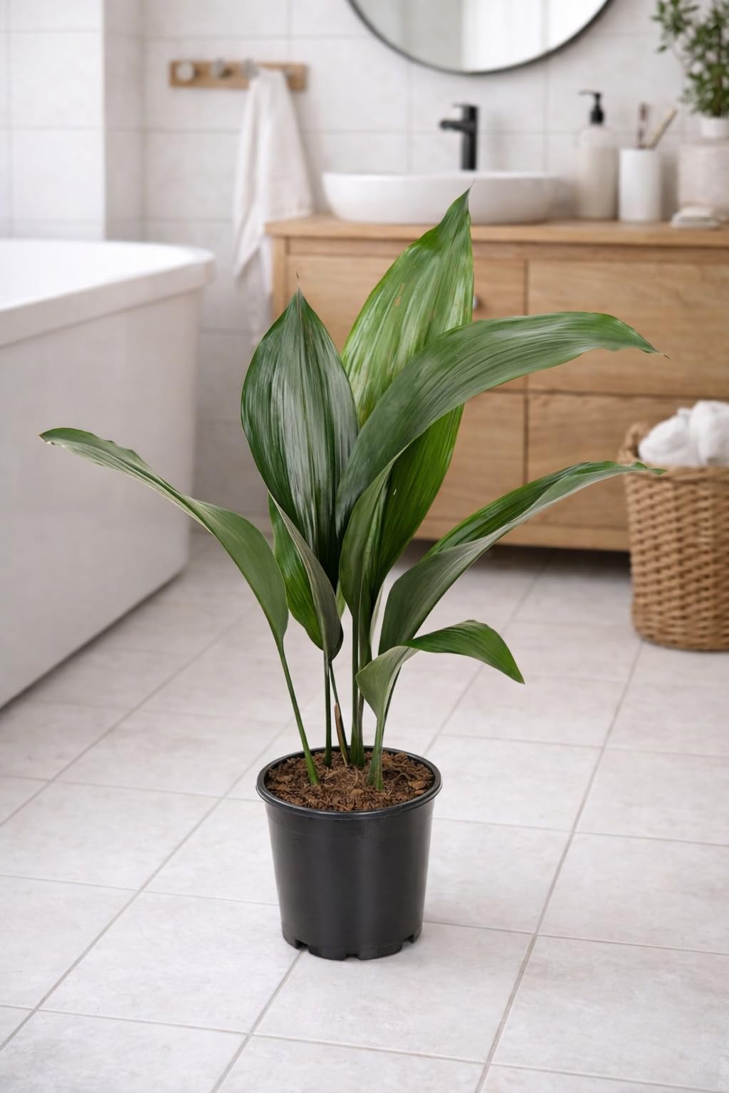 Aspidistra Elatior 50 cm - Schusterpalme/Metzgerpalme - Robuste  Zimmerpflanze fr pflegeleichte Raumbegrnung, Luftreinigung &  Schattenvertrglichkeit ...