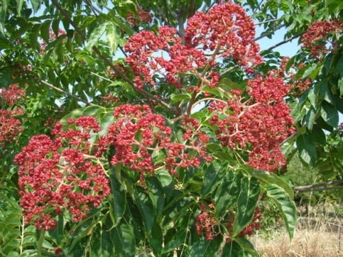 50 Seeds of Evodia danielli, Korean Evodia, Tetradium danielli, Bee Bee Tree, Tetradium daniellii