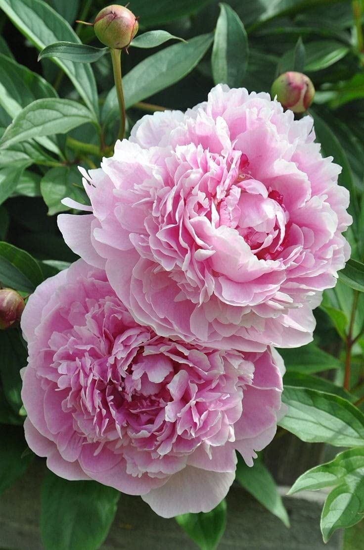 Imported Excellent Quality Peony Flower Bulbs for Home Outdoor Gardening Plants Flowering Bulbs (Pack of 1 Flower bulbs) (Light Pink)-image-40