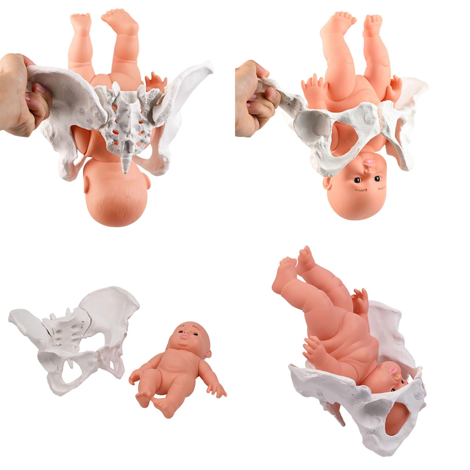 Modello di bacino femminile con ostetricia bambino insegnamento donne aiuto mobile per ostetrica educativa femmina e bambino