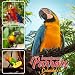 Beauteous Parrots Calendar: 16 Month Calendar with Beautiful Parrots (Sept 2017 - Dec 2018)