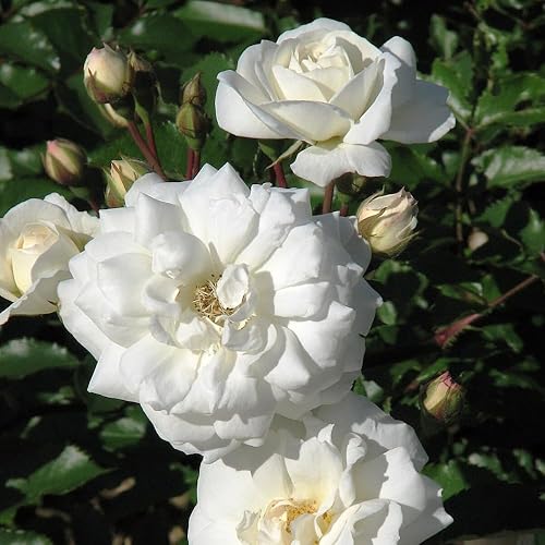 Miniatura 6 de Rose Bush - Planta viva, planta híbrida de rosa de té, 5-9 pulgadas de alto, árbol de flores fragantes, bien enraizado 1 año de edad, sin maceta