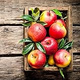 10 piezas manzano comprar árbol frutal regalos inusuales plantas raras semillas de manzano manzanas - Malus pumila espaldera planta frutal plantas decorativas árboles frutales comprar