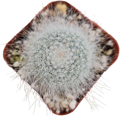 Miniatura 9 de USKC Plantas de cactus vivas (maceta de 2 "Opuntia Santa Rita)