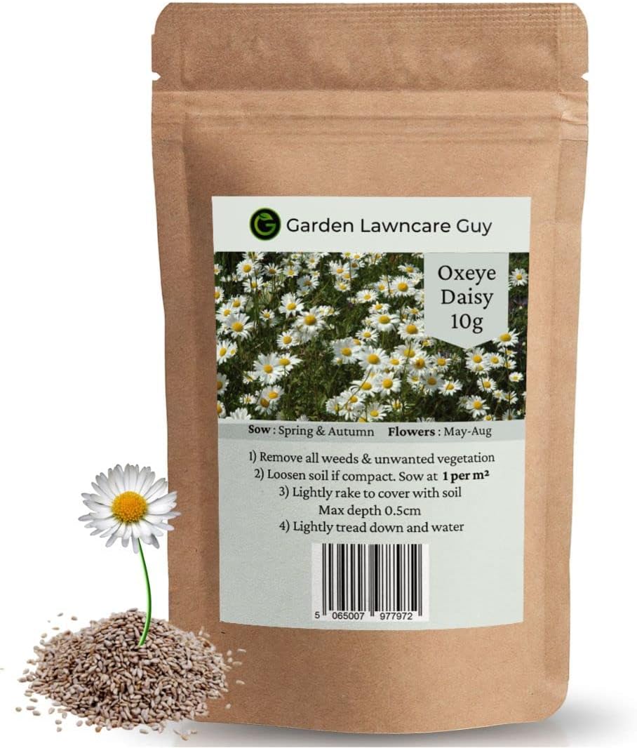 Oxeye Daisy Seeds Wild Flowers Seeds UK Thousands of Seeds to