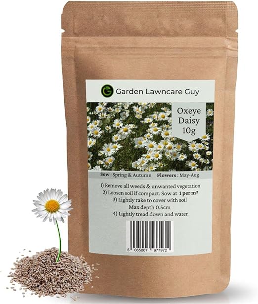 Oxeye Daisy Seeds Wild Flowers Seeds UK Thousands of Seeds to