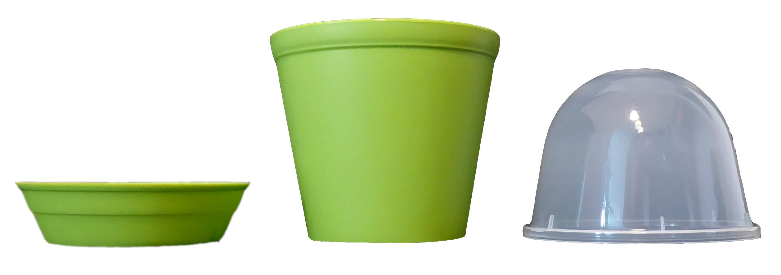 Seedeo Bonsai Anzuchtset Zwerg-Granatapfel Punica granatum nana :  Amazon.de: Garten