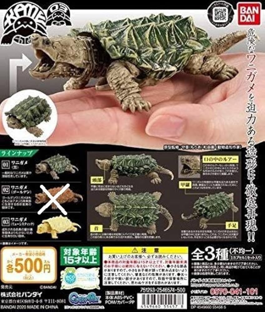 Amazon | かめ03 2種セット ワニガメ 黒+ワニガメ リューシ