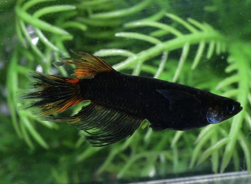 めだかN.S.Y.ファーム・赤辰・稚魚・10匹・Z-28