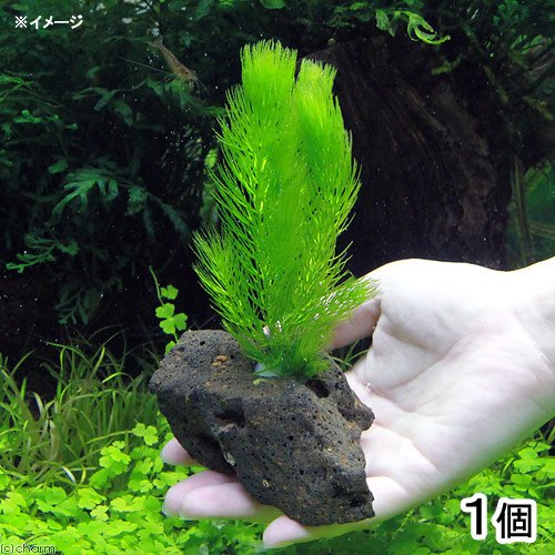 『マツモ ( 金魚藻 ) 』 1000g 1000MTM002 マツモ ( 金魚藻 ) 』 1000g 1000MTM002 マツモ ( 金魚藻 ) 』 1000g