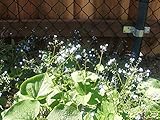 Forget Me Not, Brunnera Species, Siberian Bugloss - 30 Seeds