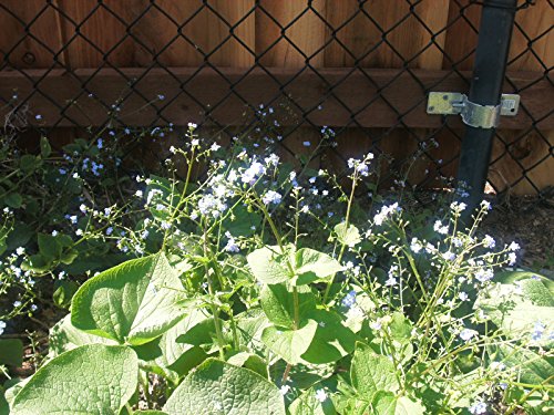 Forget Me Not, Brunnera Species, Siberian Bugloss - 30 Seeds