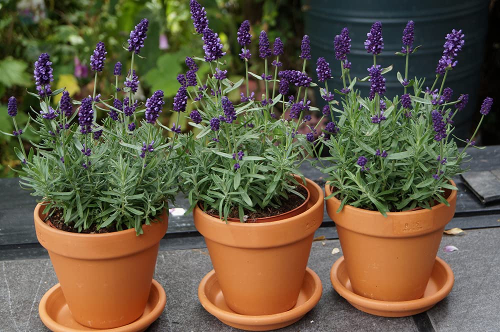 Bloomique - Set de 18 - Lavandula angustifolia - Planta de lavanda - Plantas de jardín - Resistente al frío - Altura 15-20 cm - Cepellón 7 cm