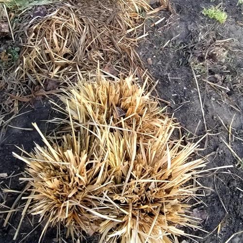 Lemongrass spring plant care and maintenance. cover art