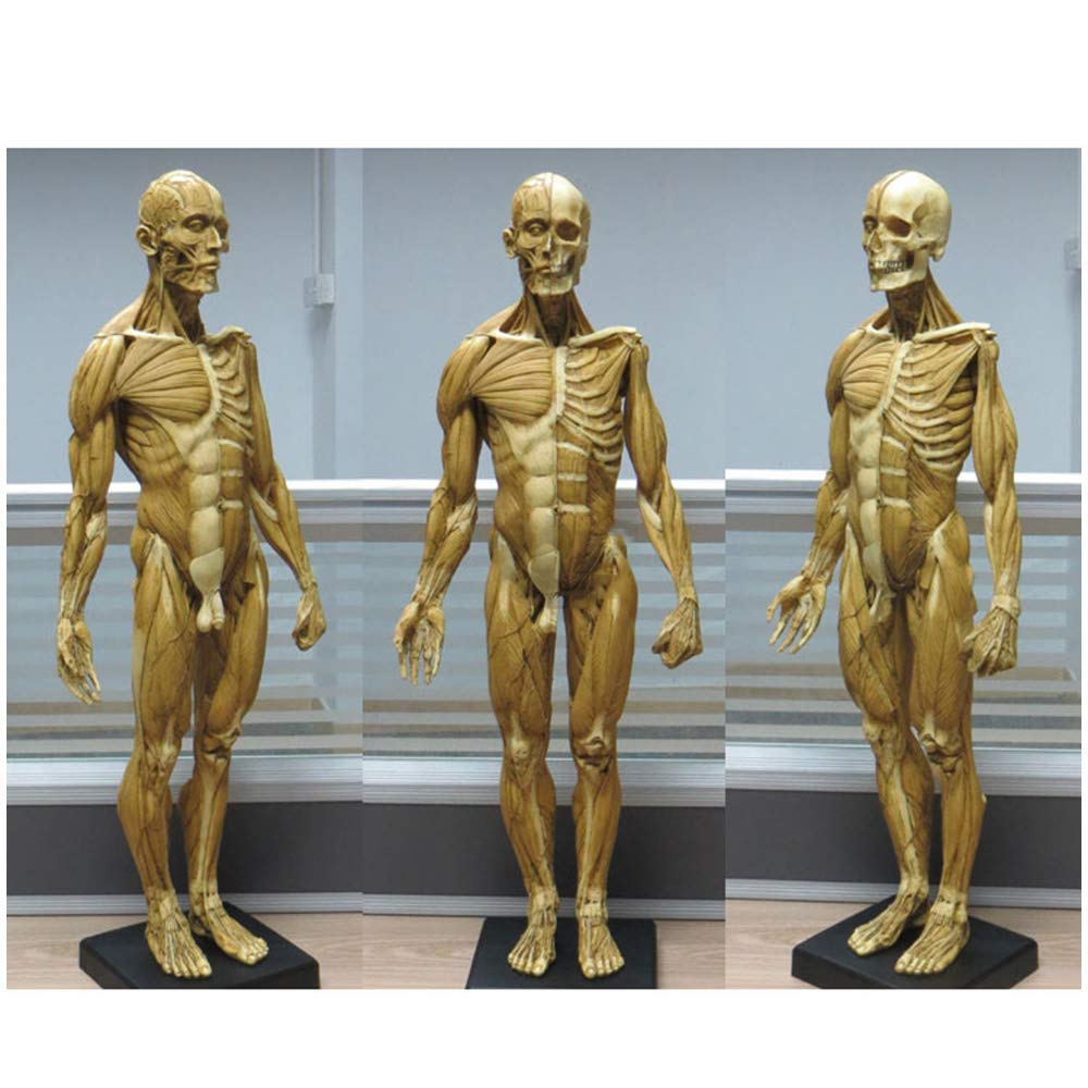 Figure d'anatomie Masculine - Modèle Anatomique de Squelette d'os de Muscle de Corps Humain de 23 Pouces - Modèle de Peinture Anatomique de Squelette Humain pour l'étude de Dessin d'artiste