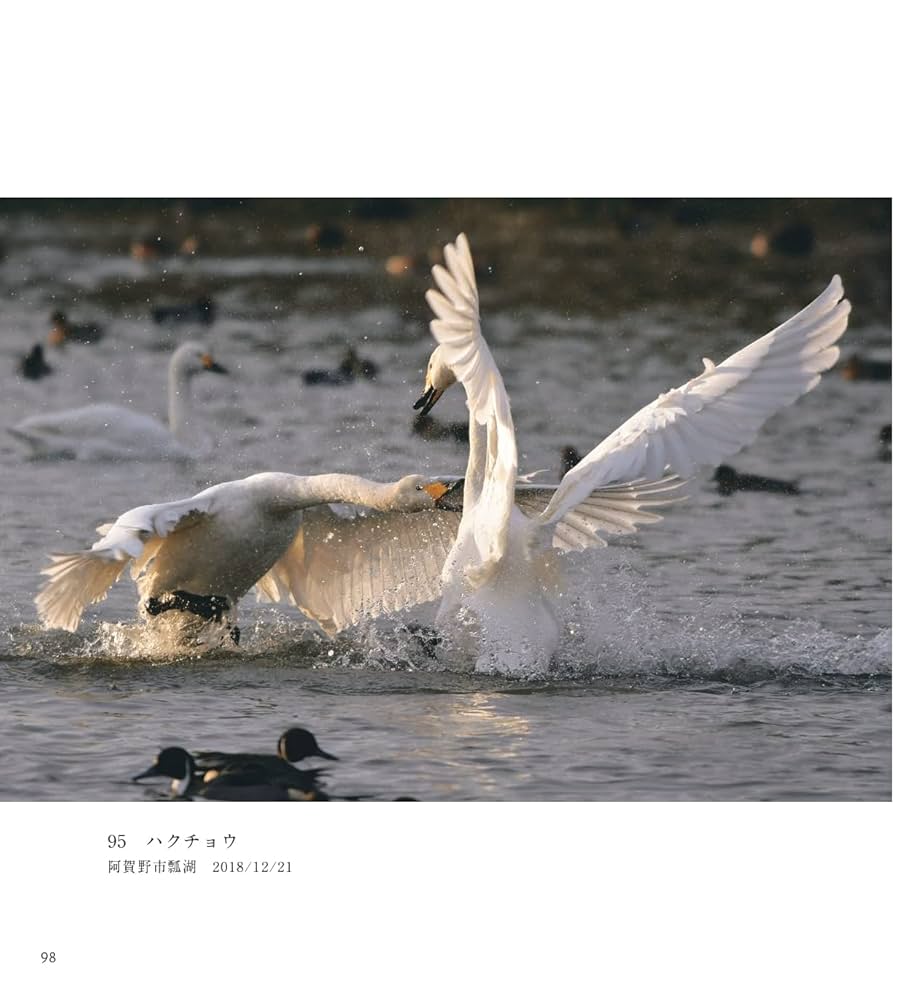 写真集 身近な鳥の素敵な世界 (A Wondeful World of the Wild