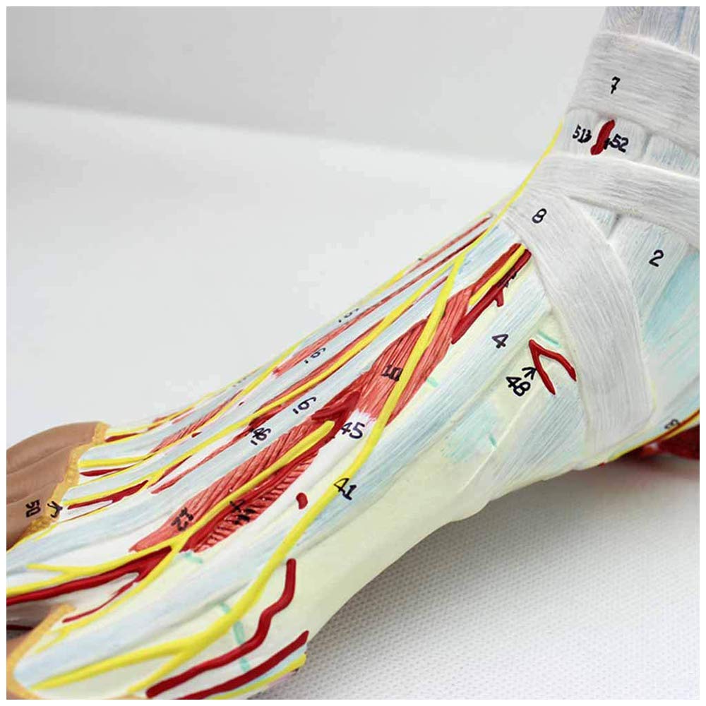 Buy Huili Medical Anatomical Foot Model Regional Anatomy of The Foot
