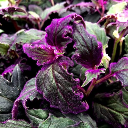 Purple Velvet Plant Care 7 Easy Growth Tips And Tricks