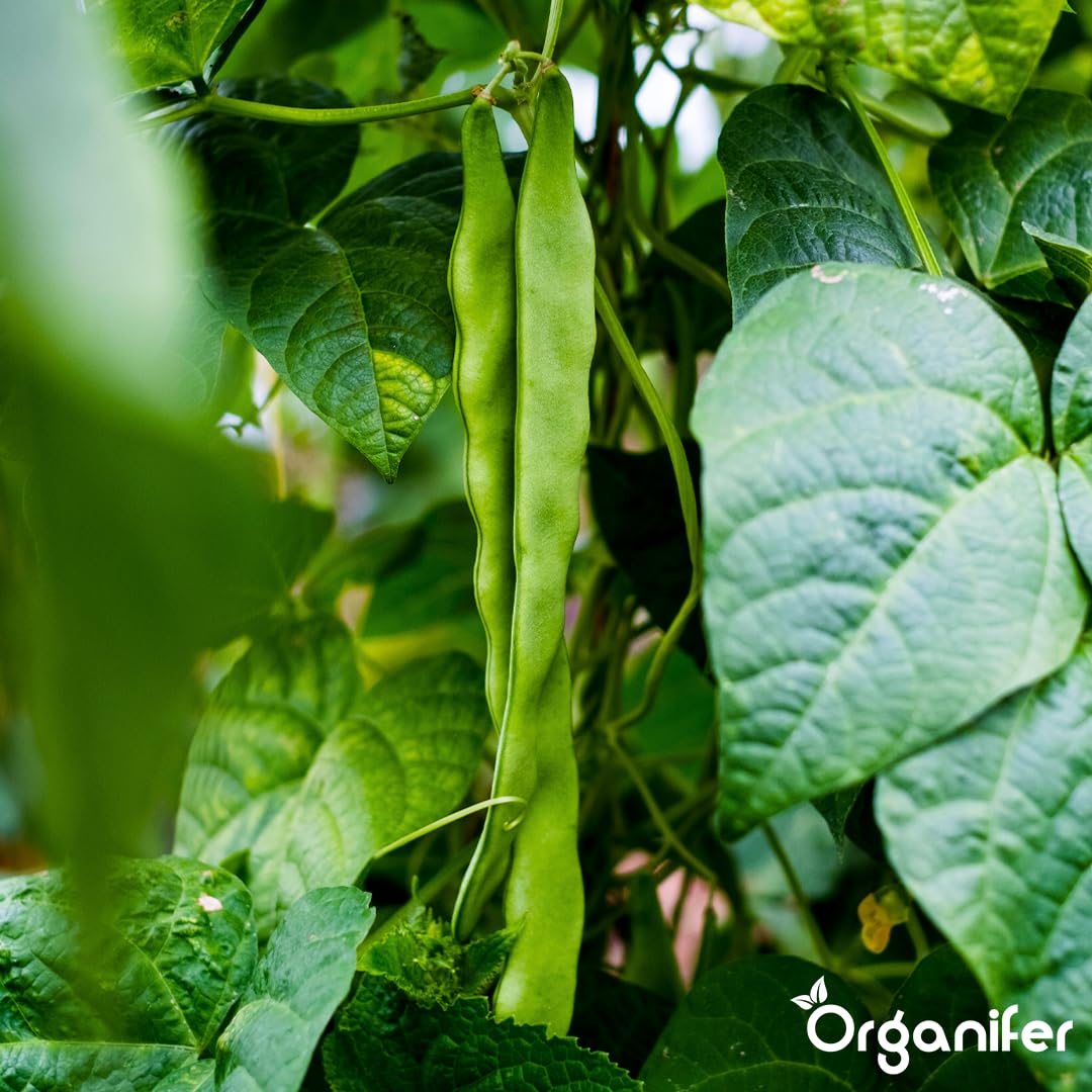 Fertilizante Líquido Para Frijoles - 10L - NPK 2-1-8 | Fertilizante Para Plantas Sanas Y Cosechas Abundantes - Favorece Raíces Y Floración - Organifer
