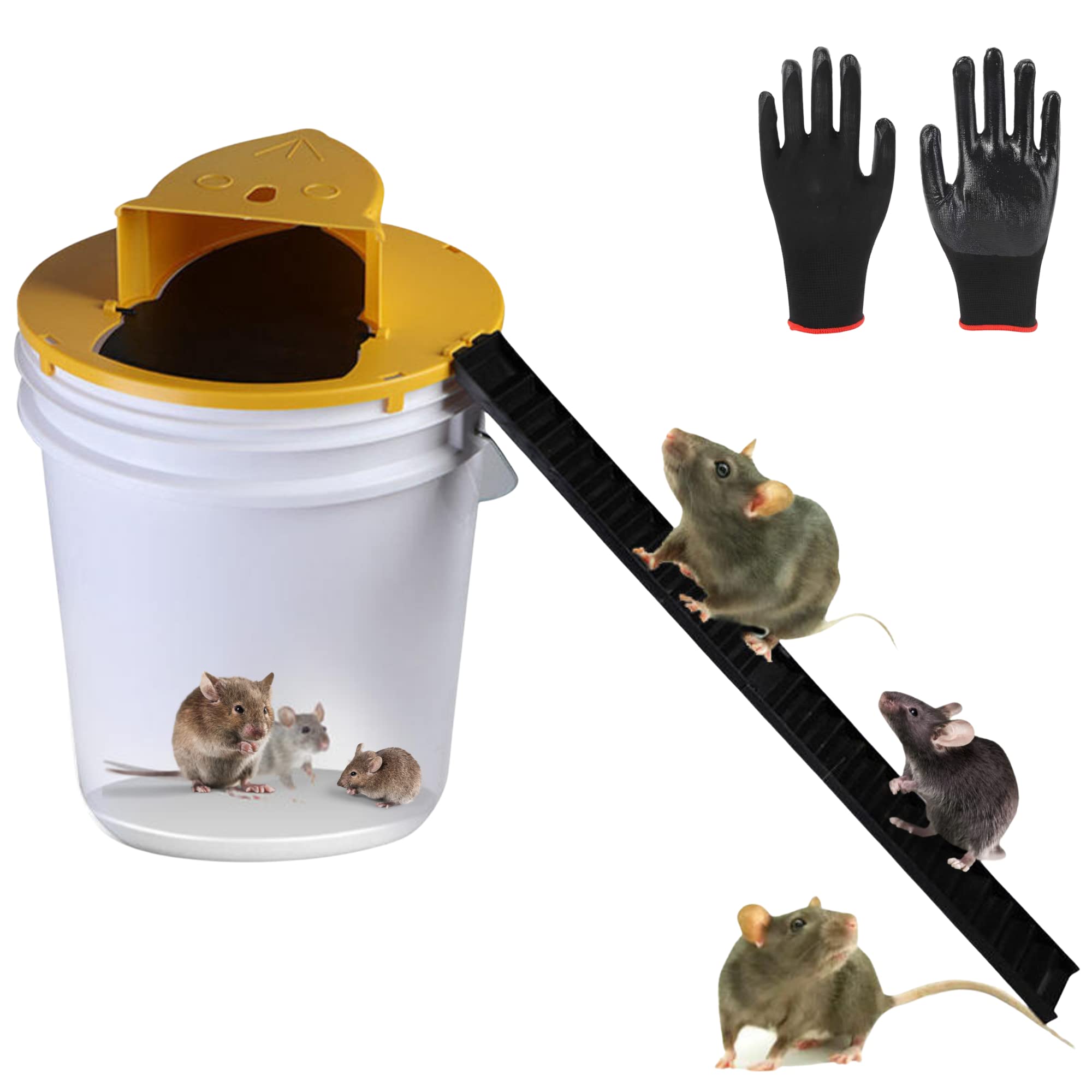 Best HD Pictures about  5 Gallon Rat Trap  with No AI Images