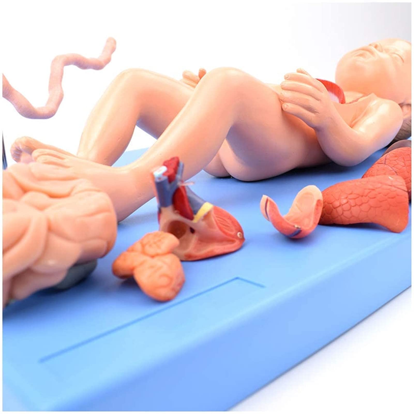 Modele Medyczne, Model Anatomiczny Narządów Noworodków, Model Anatomii Rdzenia Brzusznego I Łożyska Na Opiekę Płodu Dla Zajęć/studentów, Materiał Dydaktyczny
