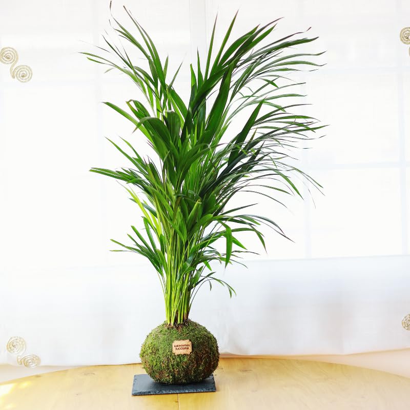 Kokedama Palmera Areca XL - Kokedama Interior | Bola de Musgo Vivo | Planta Natural | Planta Interior | Decoración Hogar | Fácil Cuidado y Mantenimiento