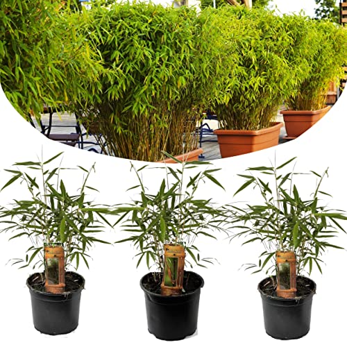 Plant in a Box - Set de 3 Fargesia Rufa - Bambou non traçant - Arbuste exterieur jardin persistant - Pot 13cm - Hauteur 25-40cm