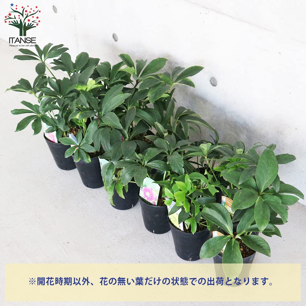 Amazon.co.jp: ITANSE クリスマスローズ ダブル咲き 花色