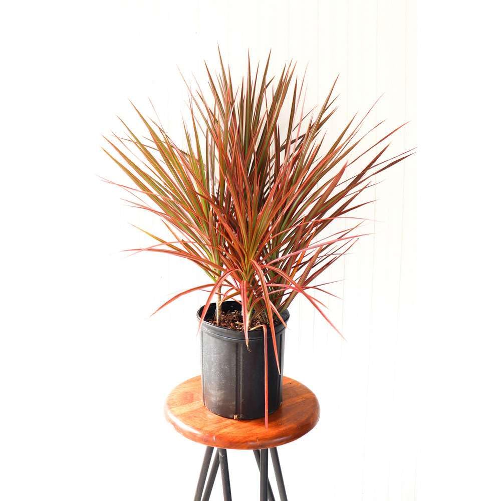 Dracaena Colorama Live Plant