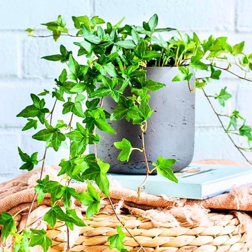2 Pots English Ivy Live Plants, Perennial English Ivy Vine,