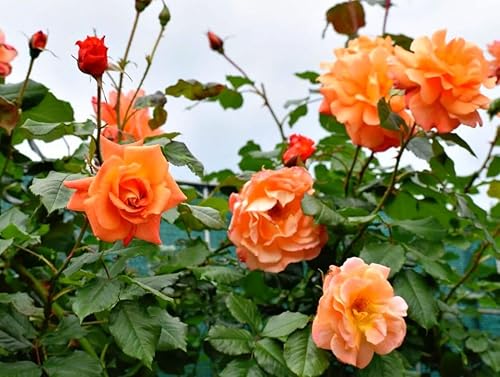 Miniatura 6 de 100 semillas de rosas naranjas de primera calidad, trepadoras grandes y perennes tradicionales sin OMG para interiores y exteriores