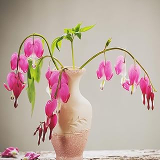 100 pcs Bleeding Heart Seeds - Wildflower Seeds Potted Plants,Dicentra spectabilis, Plant Pot Wildflower Summer Raised beds for Garden Bloom Hardy perennials Garden Seeds Bonsai Seeds