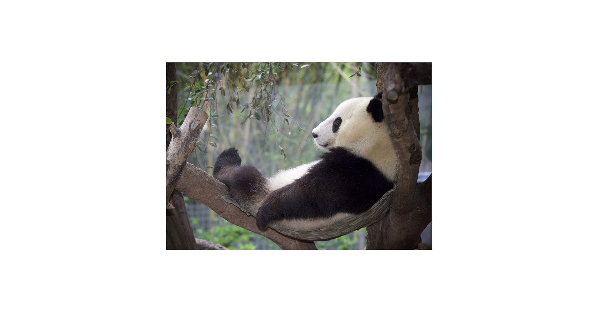 Amazon.co.jp: 絵画風 壁紙ポスター （はがせるシール式