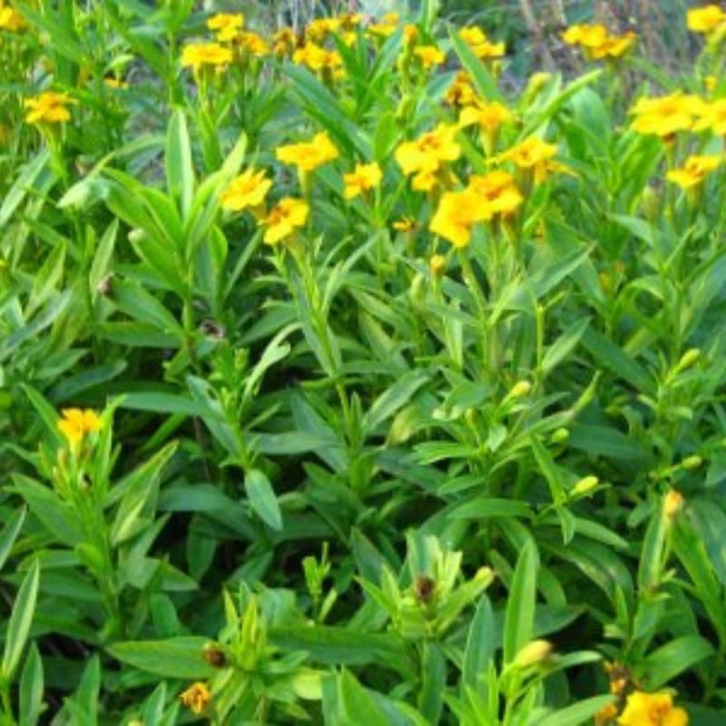 4 Mexican Tarragon Live Plants, Perennial Culinary Herb for Outdoor Garden, Raised Beds, Well-Rooted 4-8" Tall