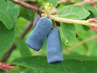 100 Seeds Lonicera caerulea, Honeyberry, Honeysuckle Seeds,Black Bear Fruit Seeds,