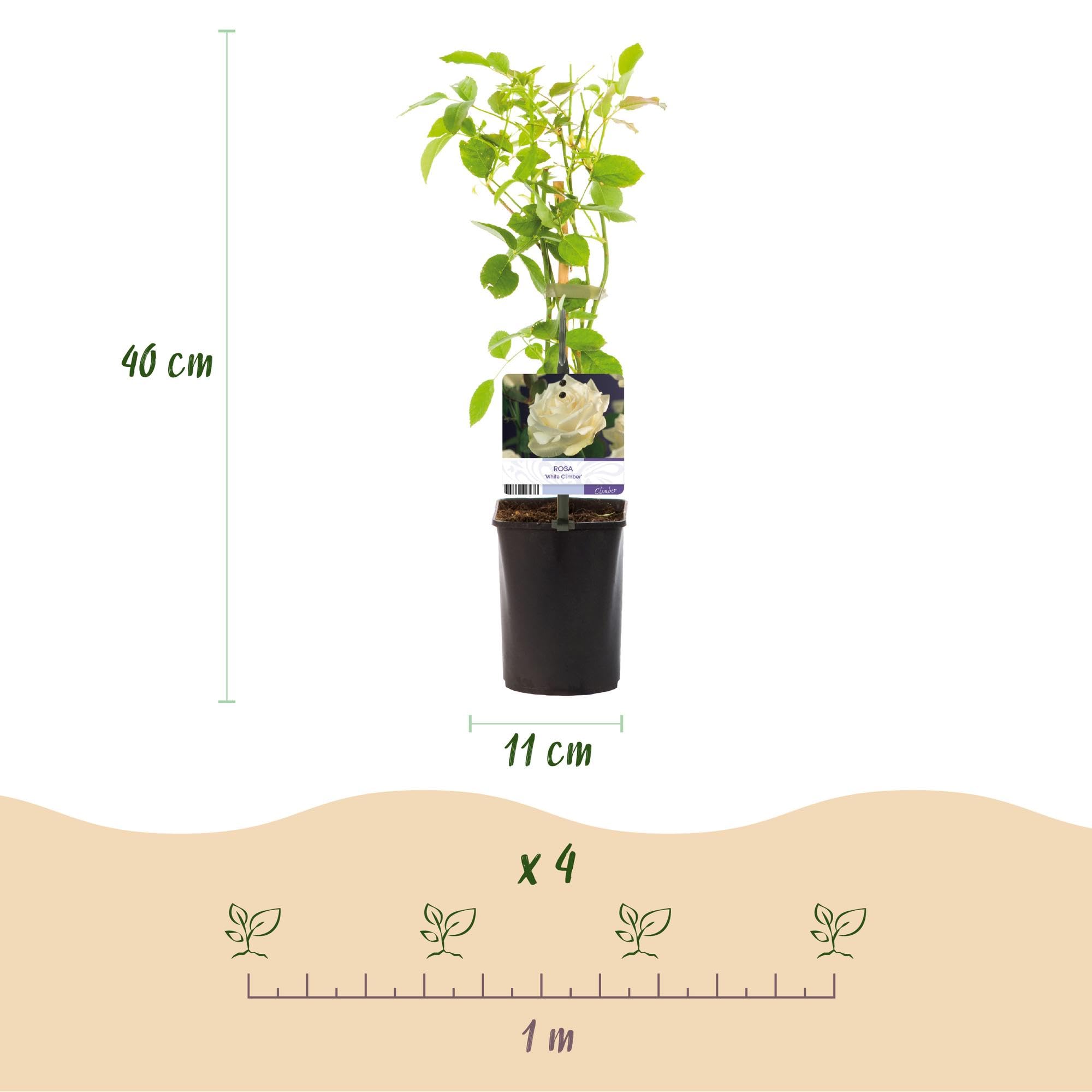 Rosal Trepador Resistente, Exterior, Flores Blancas, 2 Plantas, 40cm