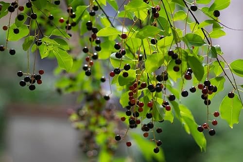 Plántulas de árbol de hackberry para plantar, crece cerezos de pájaro, ideal para paisaje y vida silvestre (2 plántulas)