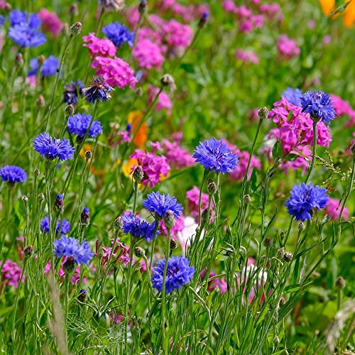 Image of Cornfield Annual Pure Standard UK Wildflower Seed Mix NO Grass Garden School 10g