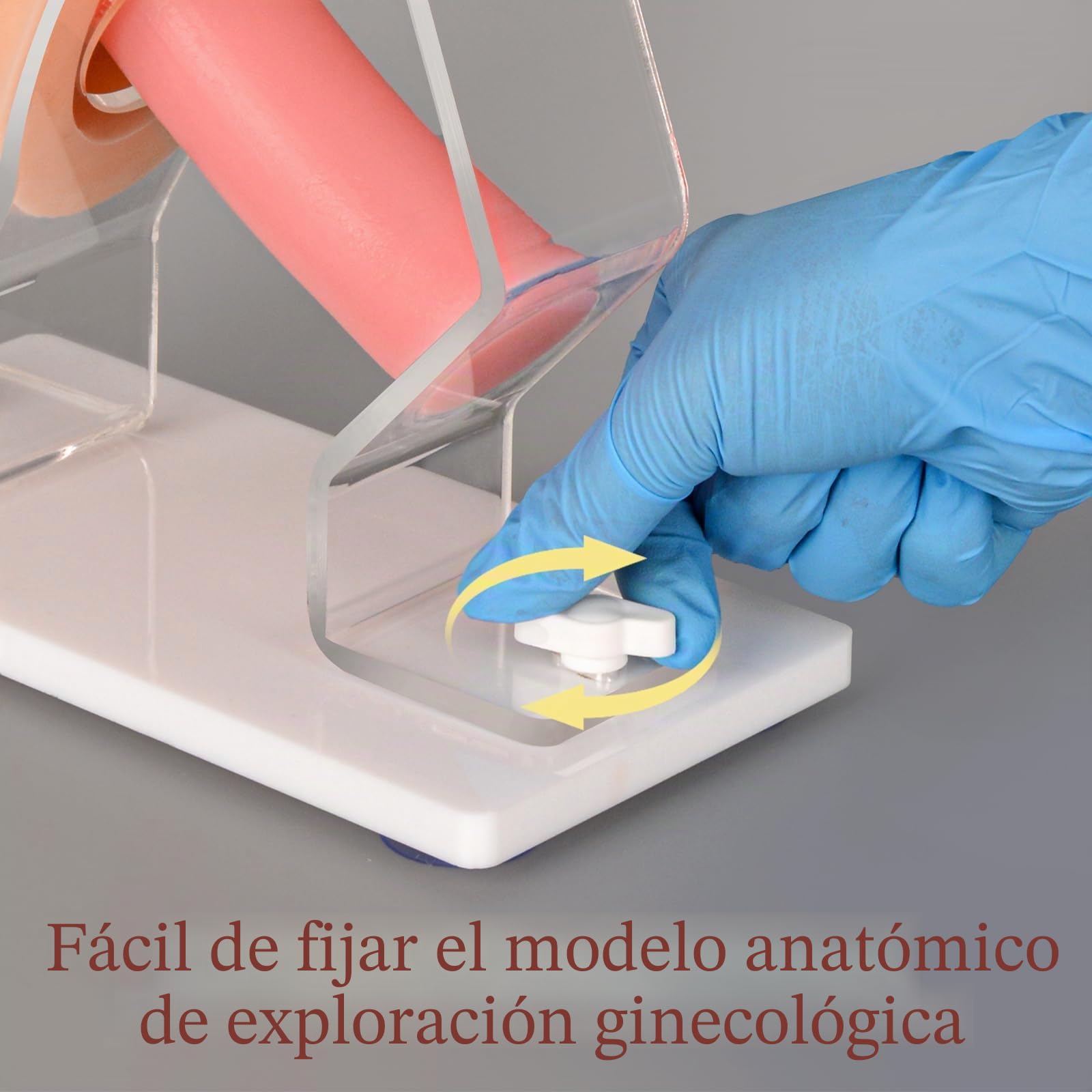 Modelo de Examen ginecológico, Modelo de Entrenamiento Vaginal para educación científica, Modelo anatómico de Salud pélvica para Estudiantes de Medicina