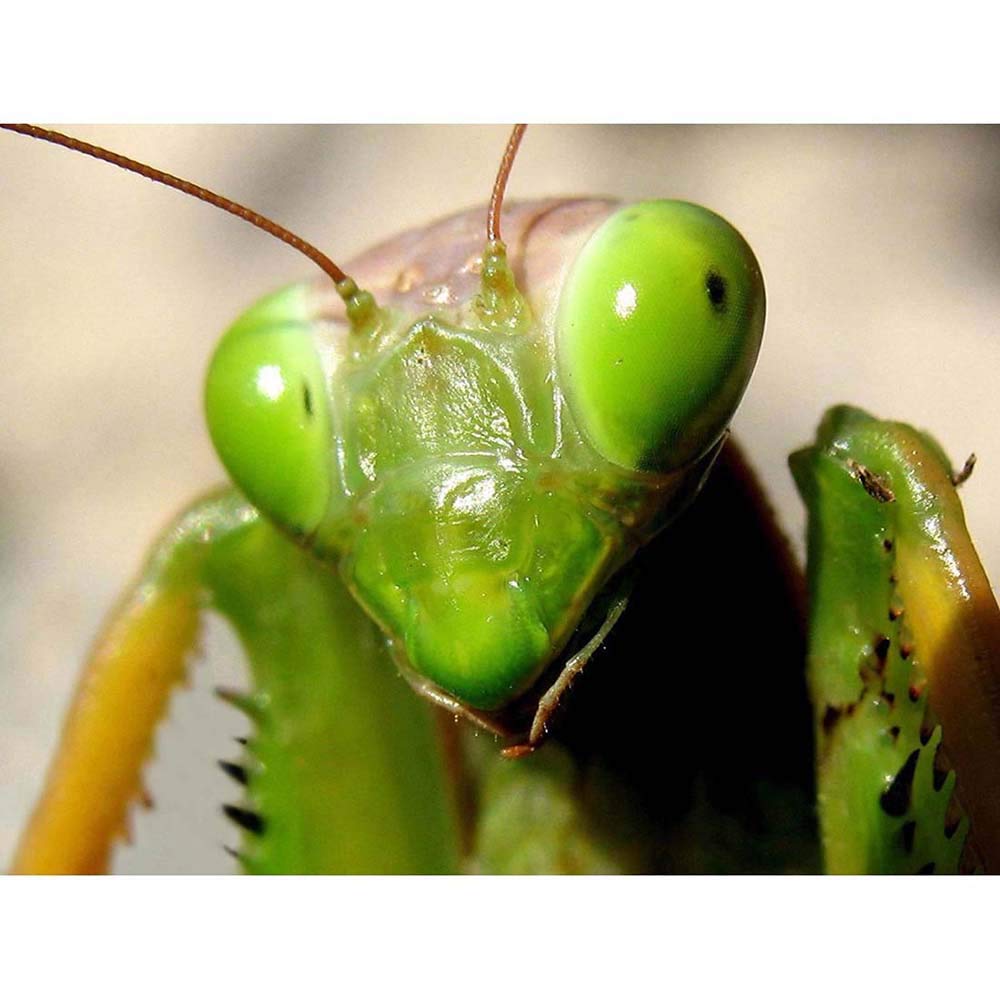 Wee Blue Coo Praying Mantis Insect Green Close Up Art Print Poster Wall Decor 12X16 Inch