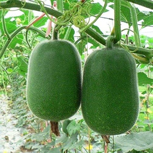 10 Seeds of Benincasa hispida - Winter Melon - 110 Days. Large Vining Vegetable with Healing Properties with Long Shelf Life!!